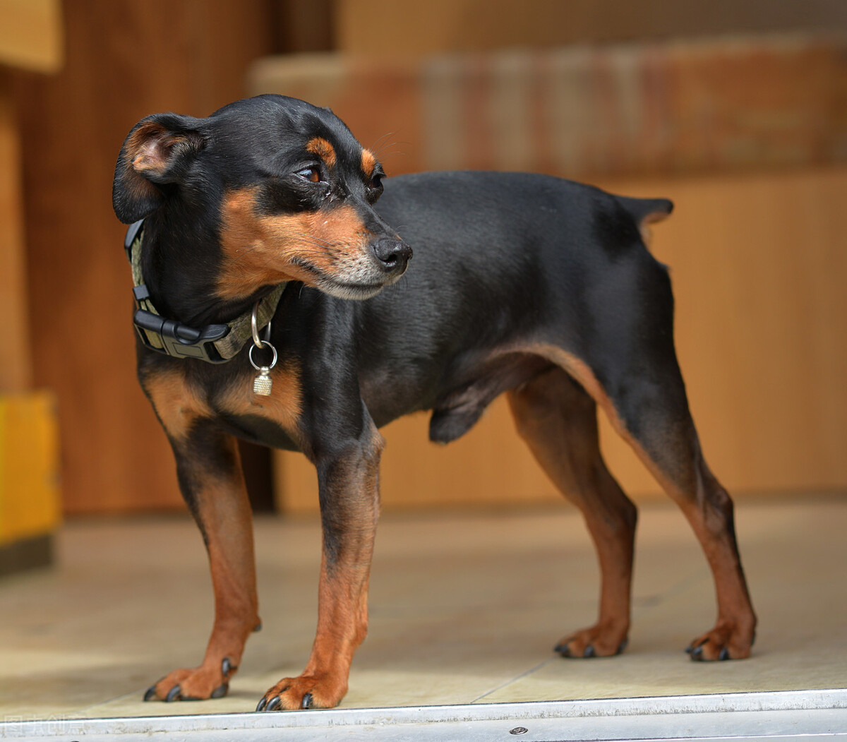 这几种小型犬可不是“白眼狼”，给它一口吃的，就会跟你一辈子