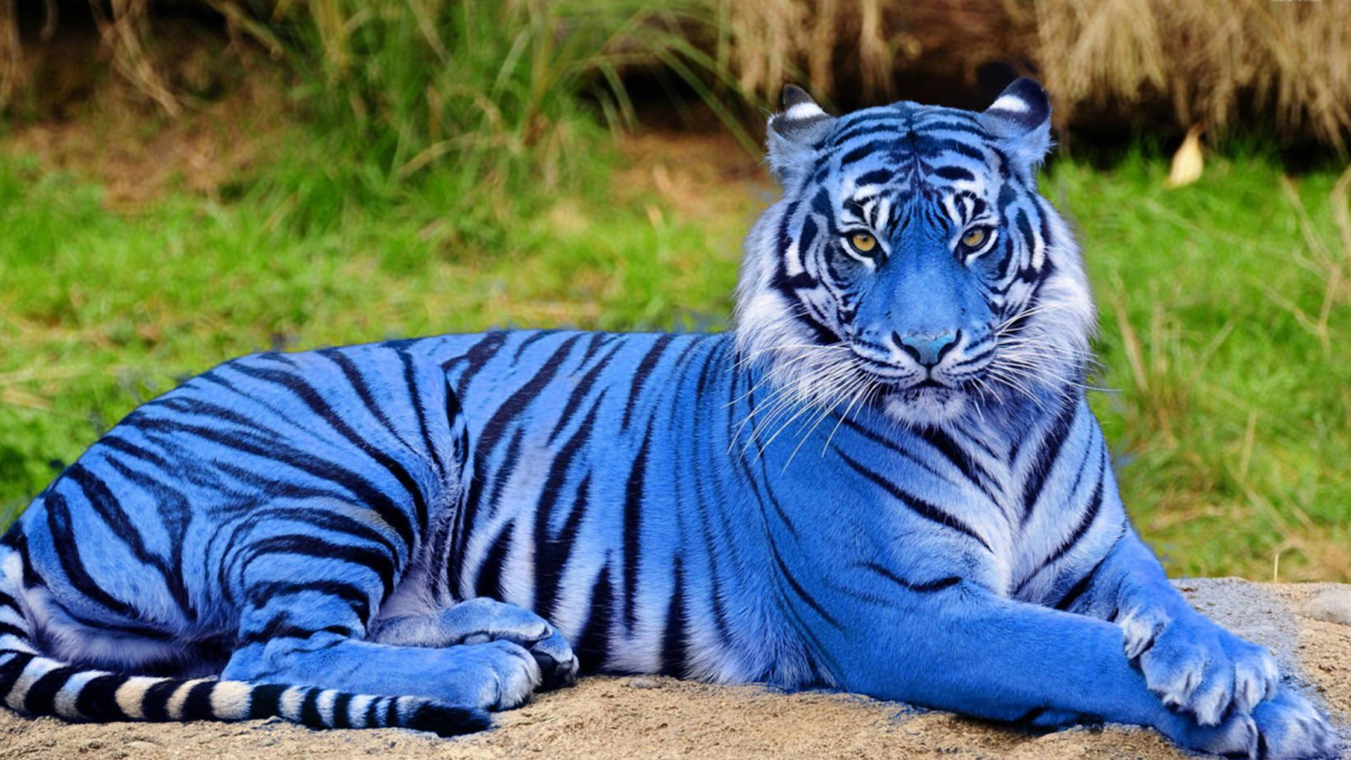 老虎一共有几个亚种?白虎和金虎是独立亚种吗?