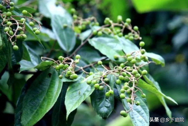 果子好吃,树叶是做凉茶必不可少的原料,啥树?看完就明白了