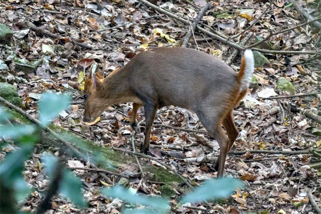 杭州临安发现一只黄猄,一条腿被兽夹夹伤,好心大妈救助后放生