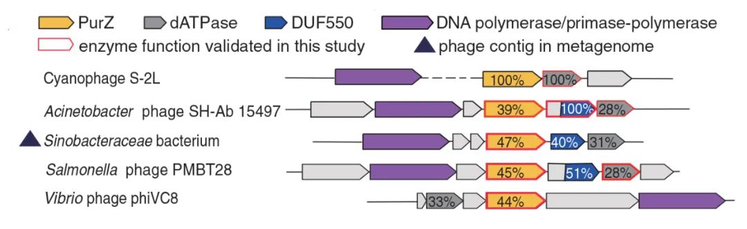 经典双螺旋结构更新了！科学：这些病毒的DNA具有“第五碱”。