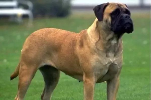 盘点世界十大大型犬排名，你都认识吗？