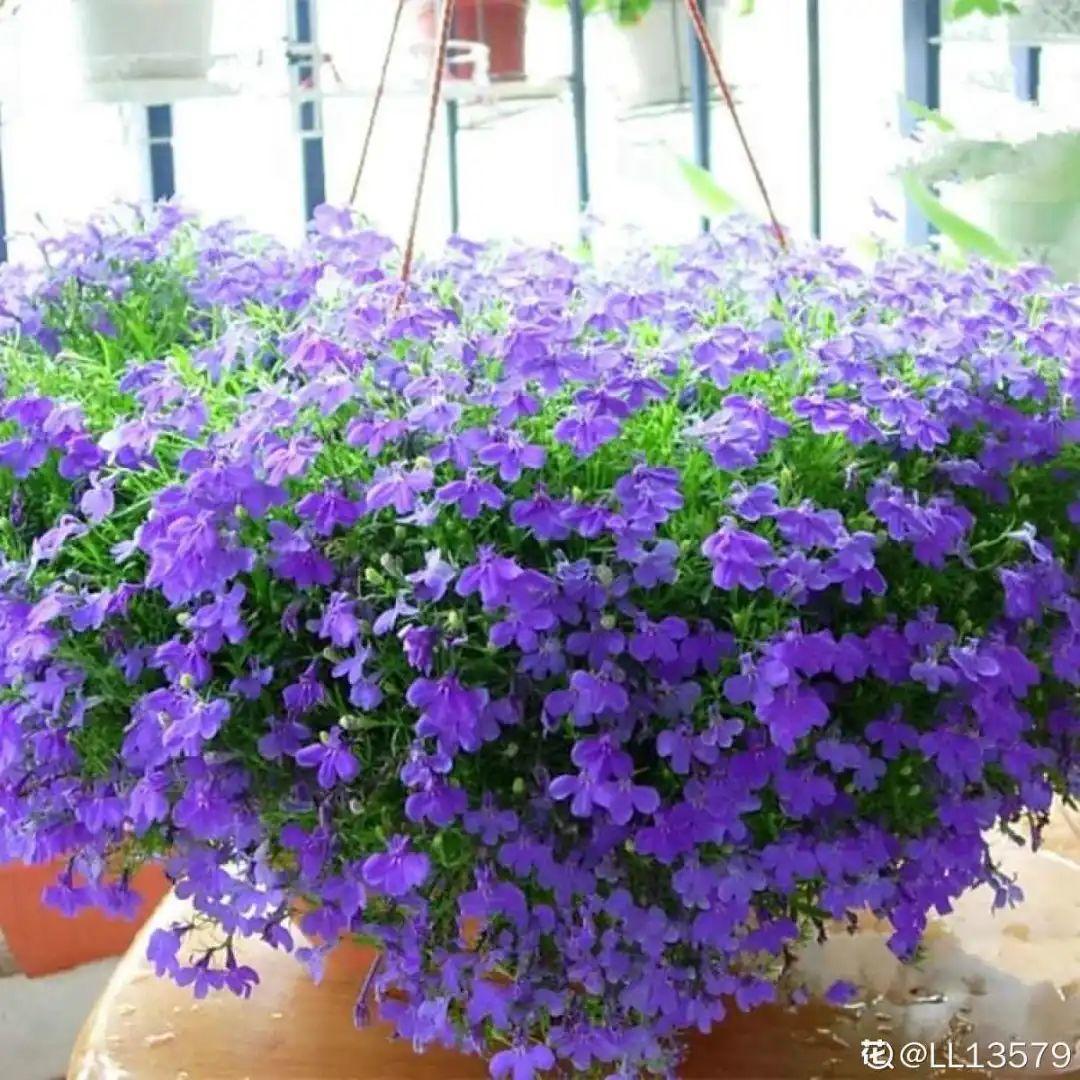 春天种什么花（春天最好养的20种花长得快）