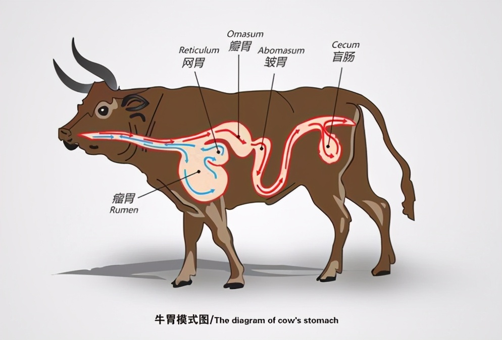 牛有几个胃(一个牛有几个胃) - 风集网