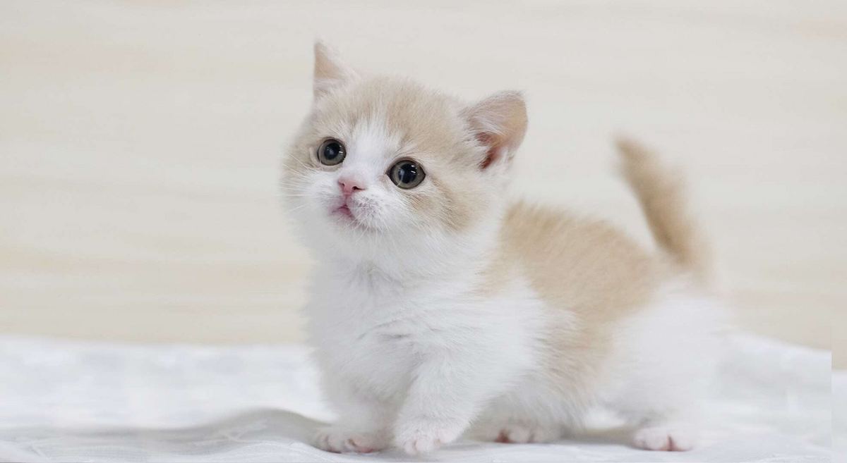 新手养猫 | 曼基康猫基本知识