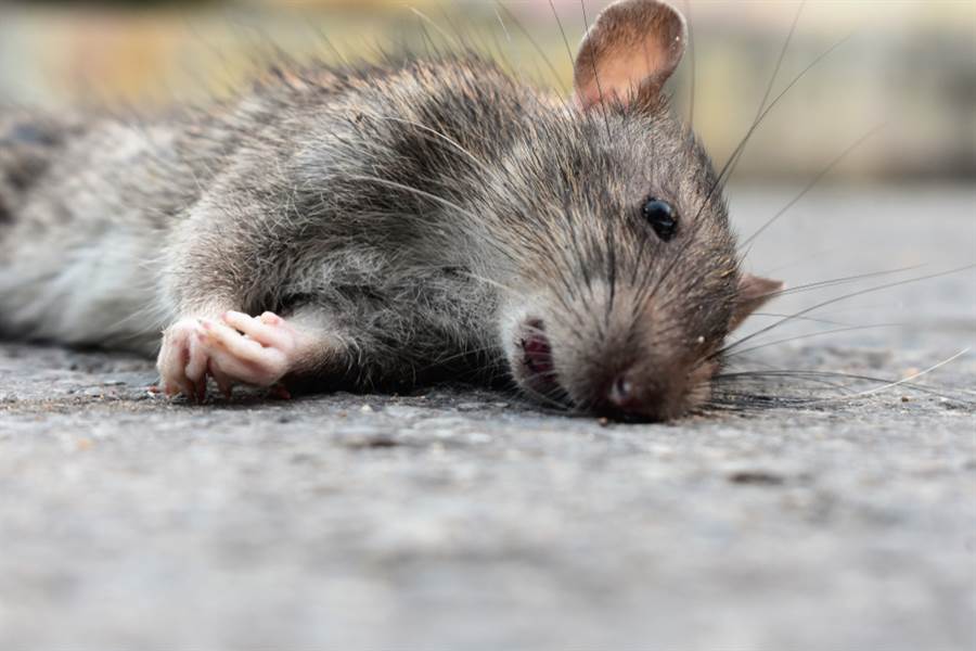 封城后餐厅停业, 老鼠饿昏头展开抢夺食物大战, 还吃幼鼠