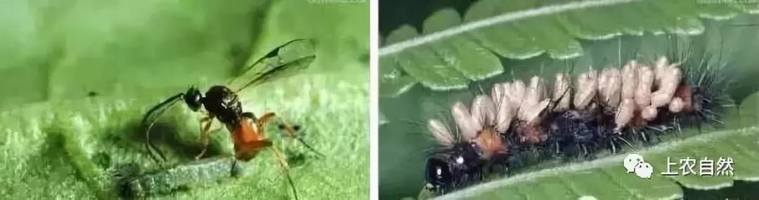 农田里的益虫大盘点
