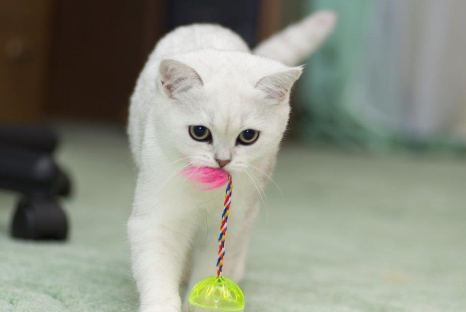 养猫分5个等级，越高级越幸福，你到哪个等级呢？