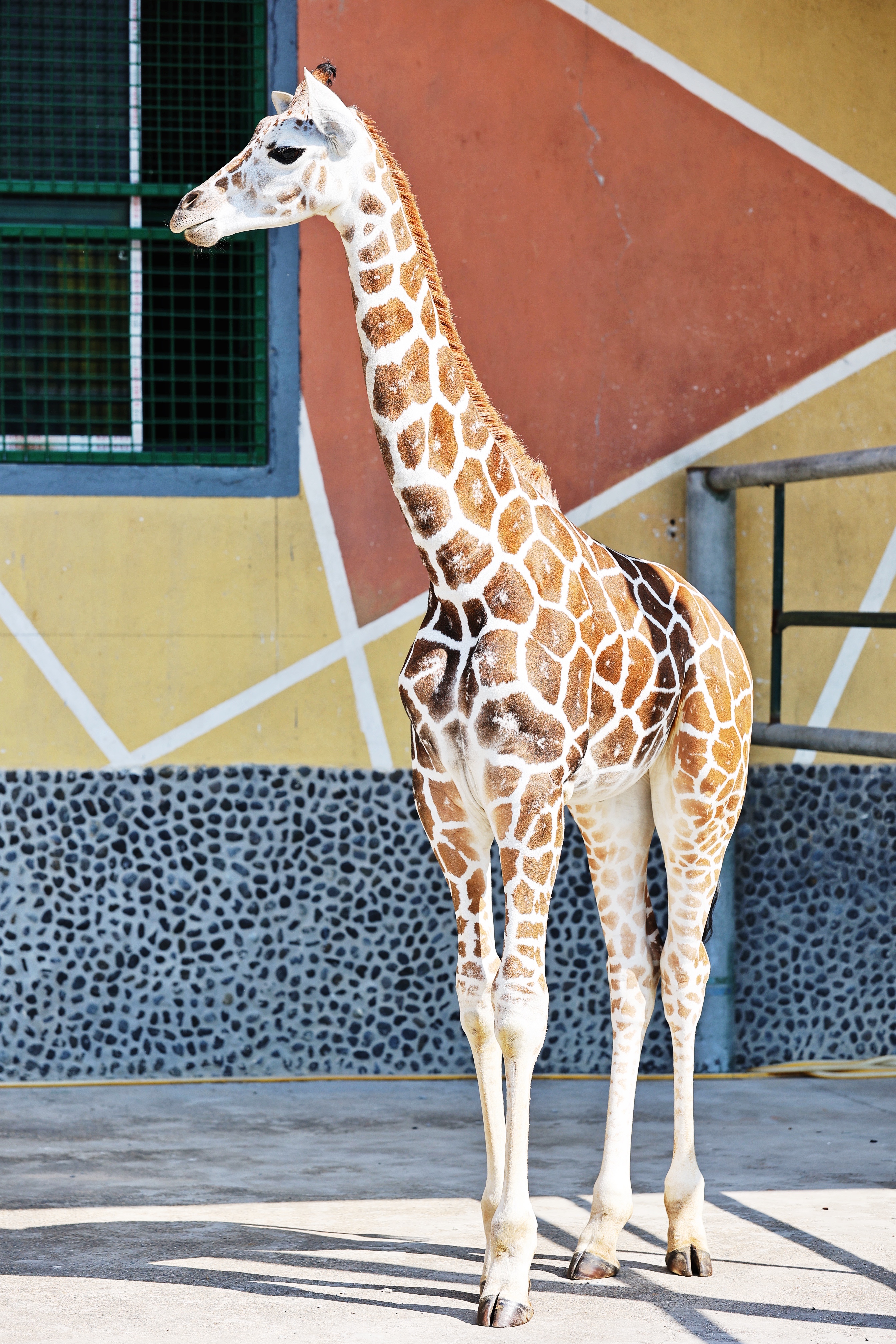 无锡动物园迎来长颈鹿宝宝,秋趣动物园又添新乐趣