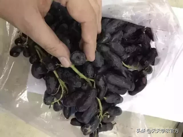 一公斤能卖160块还好种?其实蓝宝石这两大缺点能难倒不少人!