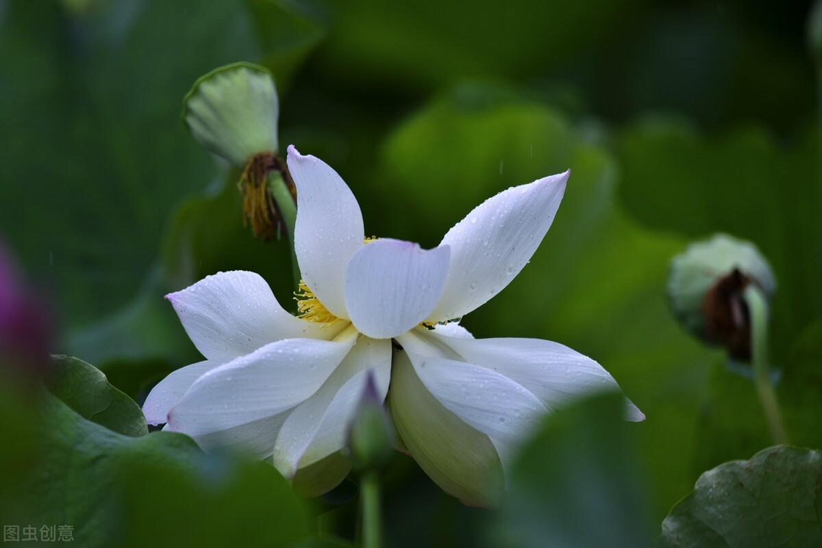 浮生若茶，甘苦一念，时光深处有诗意，随遇而安觅清欢