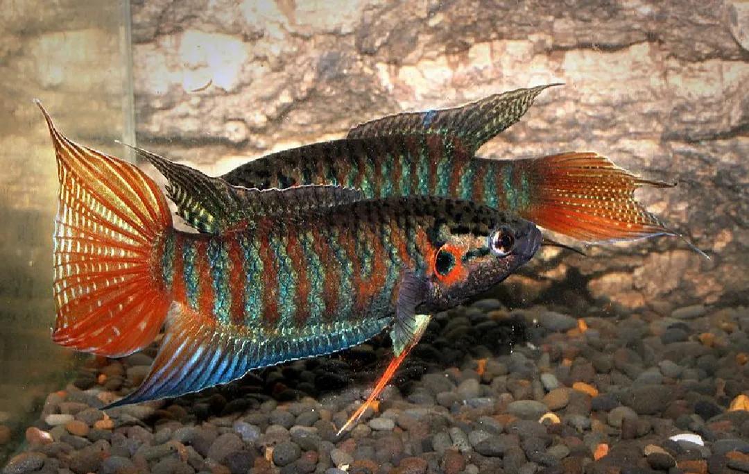 叉尾斗鱼不仅好看-普通叉尾斗鱼 - 114知识网