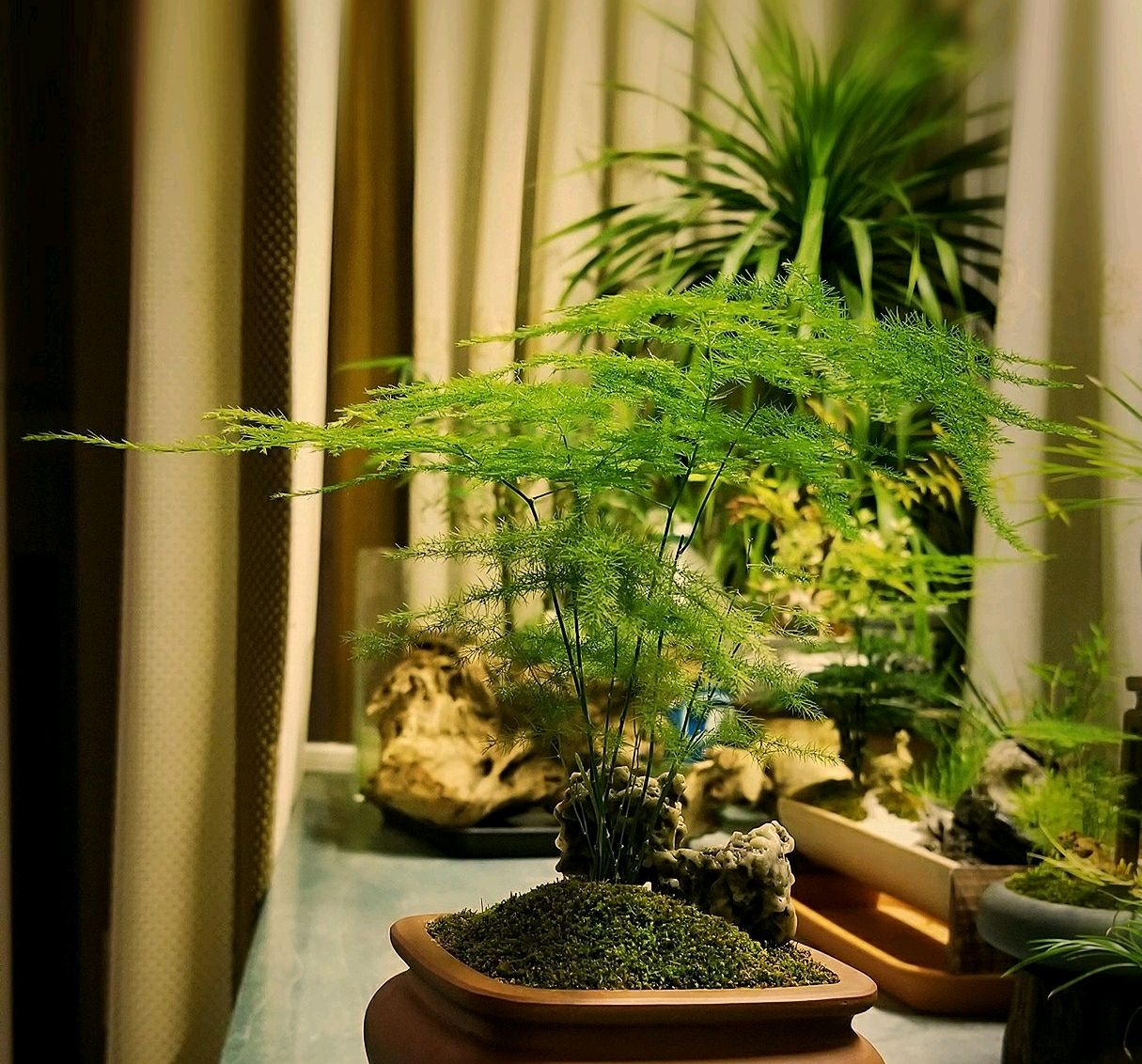 室内养护文竹盆栽技巧,6个方面做到位,文竹爆盆绿油油还会开花