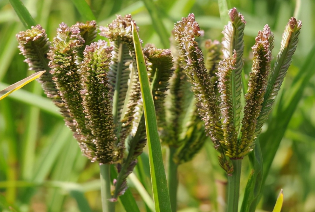 糁子的功效与作用(穇子) - 行就行