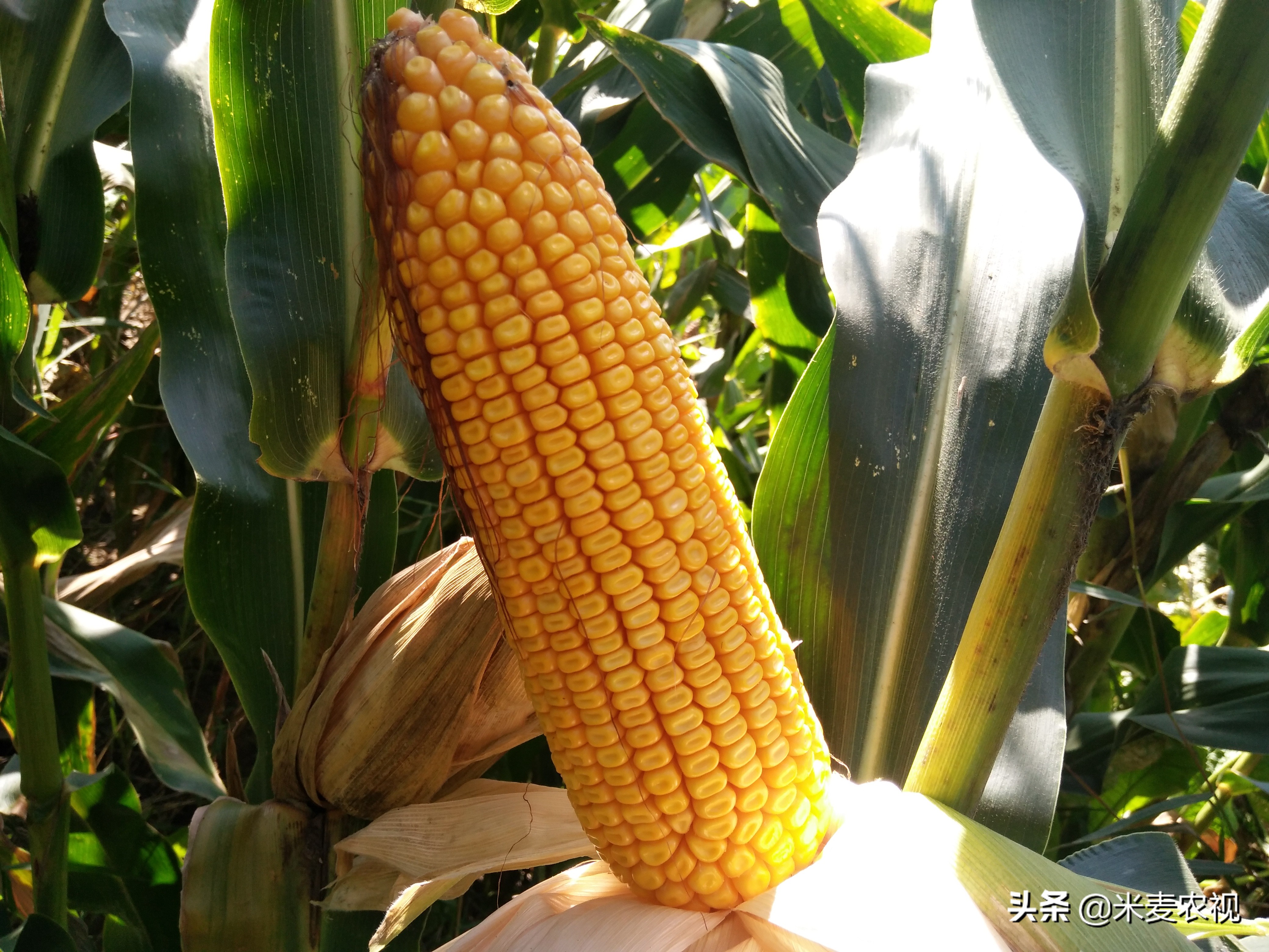 玉米品种的新秀,提纯度100%,抗性和亩产量不一般,种植户很高兴