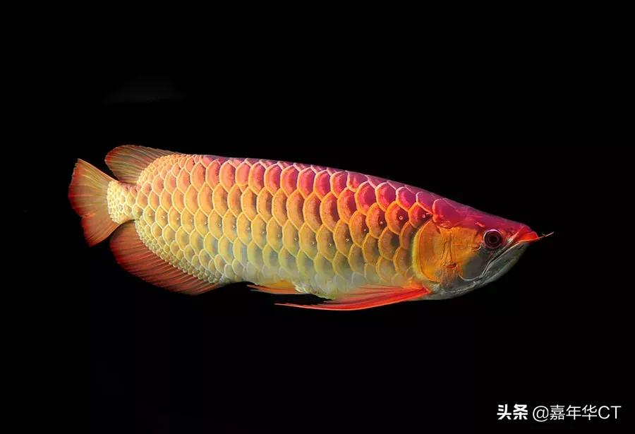 20公分紅龍魚價格表(世界上最昂貴的10種觀賞魚) - 價格百科