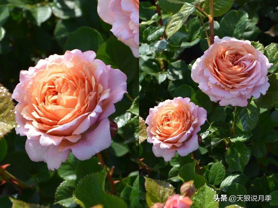 2020世界新品月季大赏，一起来看看都有哪些值得期待的新品种