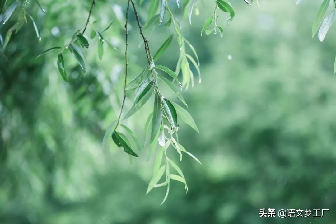 十首写夏雨的诗词，给你带来夏日的凉爽，更带来别样的美丽
