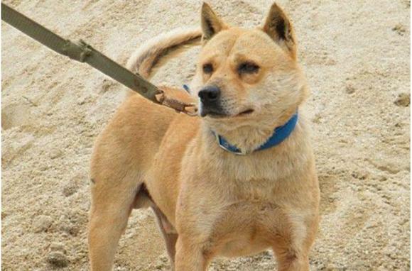 在当地作为猎犬和看护犬使用,是优秀的赶山犬,又称广西土猎,广西猎犬