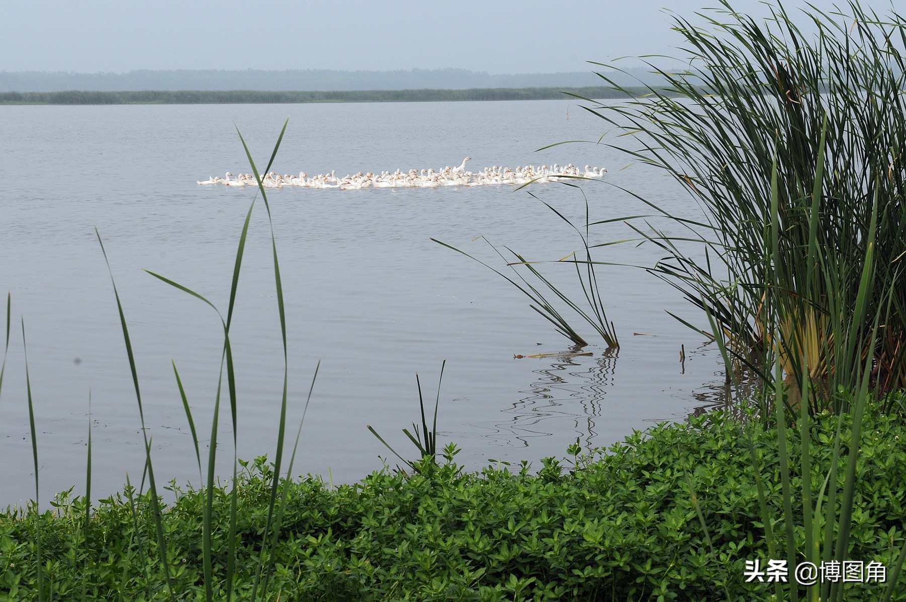 17幅亚洲最大的平原人工湖宿鸭湖美景，献给2021年国际环境日