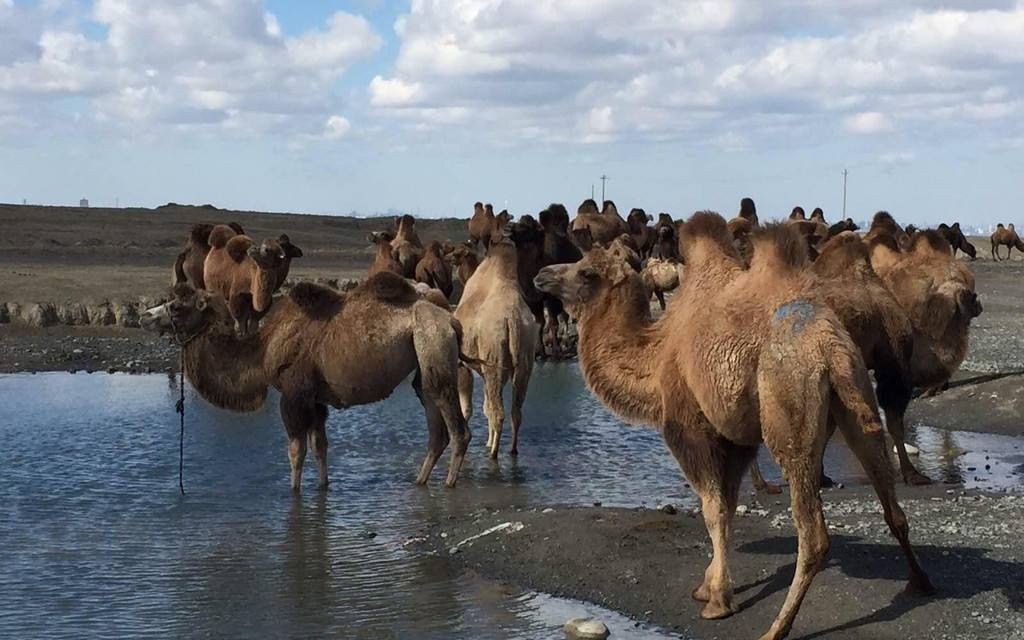 近些年，为什么会有骆驼渴死在沙漠里？遇到骆驼尸体千万不能碰