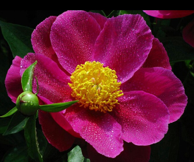 芍药：花大色艳、花型多变的芍药花，美艳极了