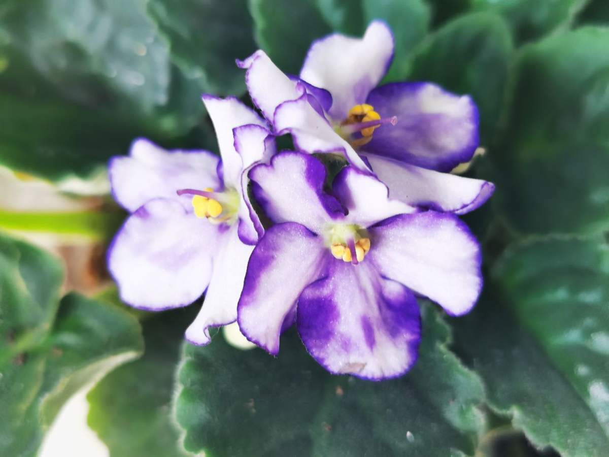 花草的图片大全（100种常见花图鉴一览表）