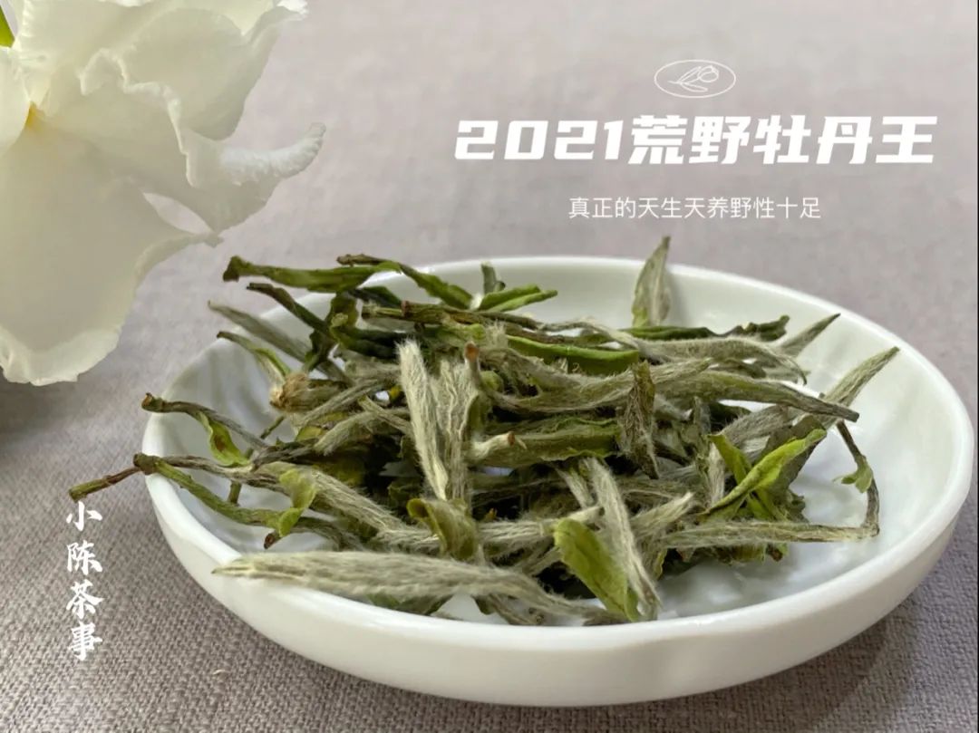 2021荒野牡丹王，花香太盛了，我竟然忽略了白牡丹的毫香与野劲