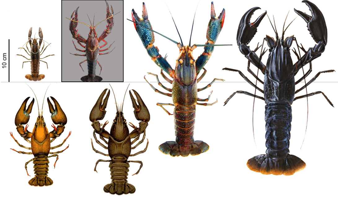 小龙虾英文一般写作crayfish,另外还有crawfish,crawdad以至fresh