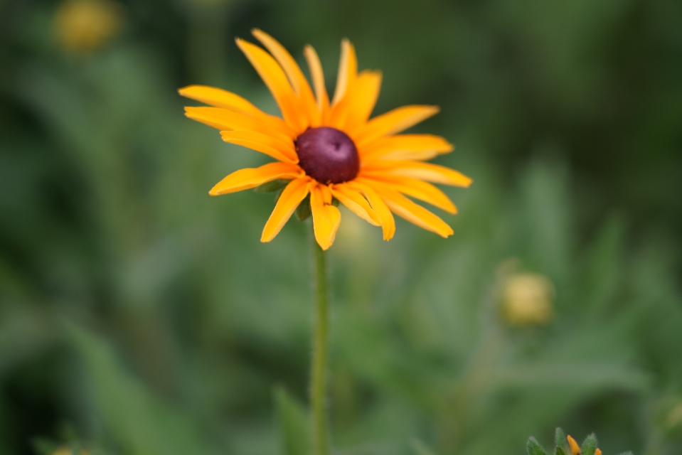 夏日，黑心金光菊花开正浓