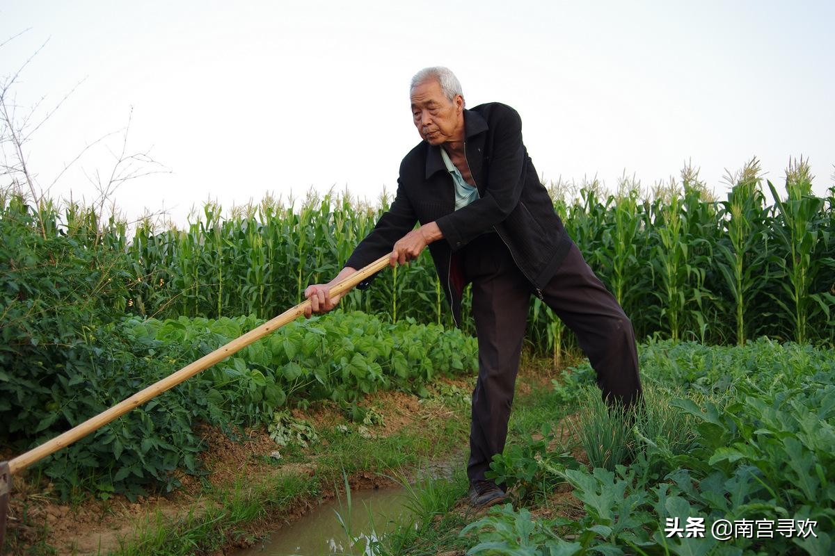 俗话说“竹子开花，赶快搬家”，为什么老人认为竹子开花不好？