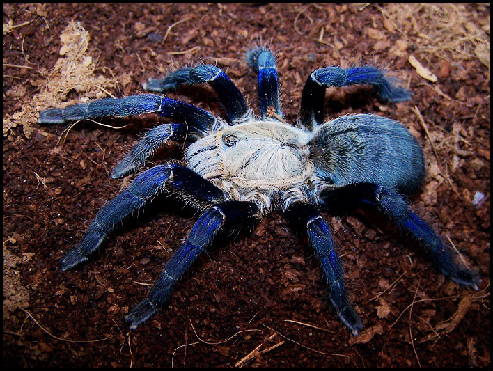 蜘蛛品种介绍及图片(宠物蜘蛛奇形怪状) - 赤虎壹号
