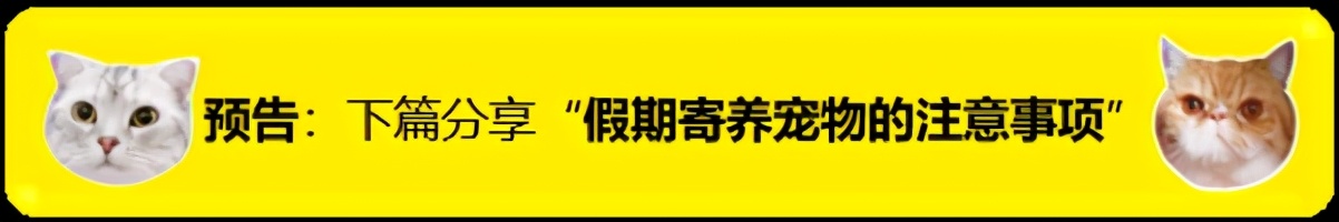 再谈狗狗绝育：千万别等进退两难时才后悔