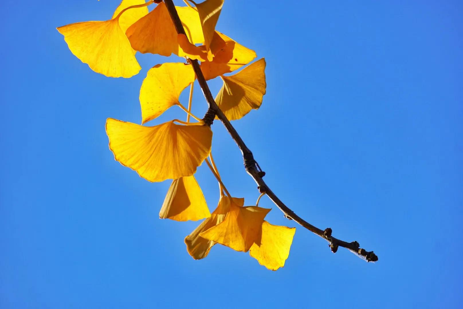 秋天的银杏(原创散文)