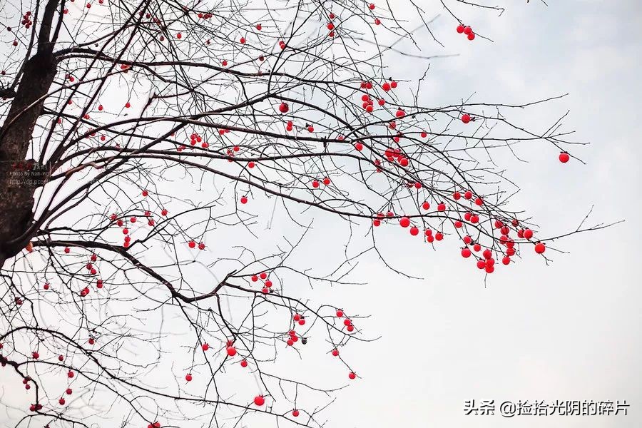 家乡那棵柿子树