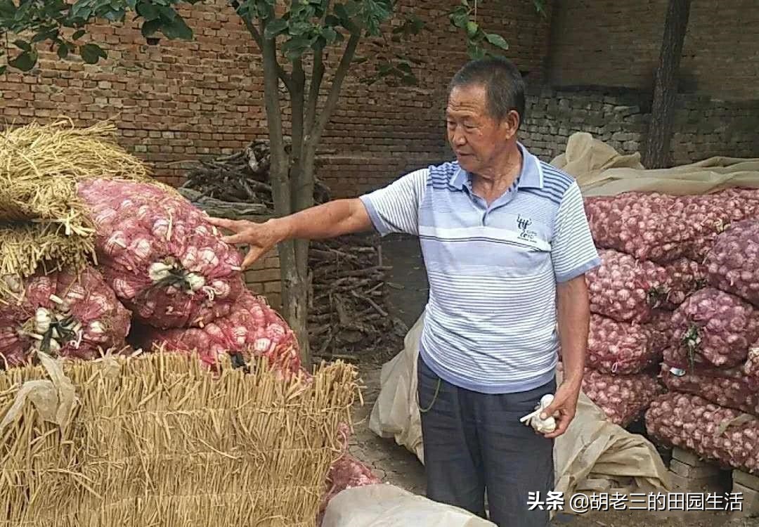 农村小伙借钱承包100亩地种植大蒜,没想到遇到今年的大蒜行情