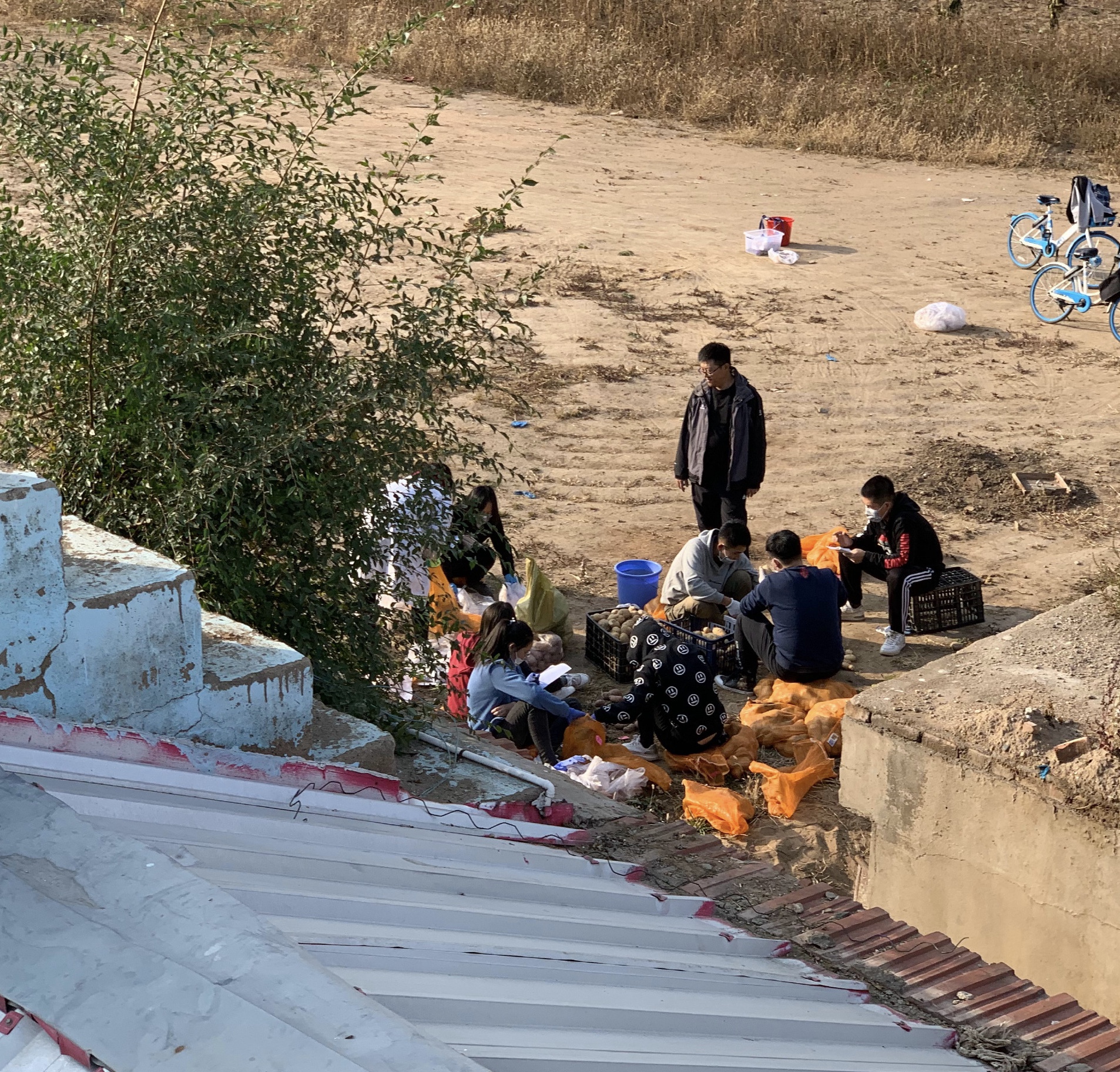 农业大学学生日常学习走红，图书馆前晒谷子，别人上课他们下田