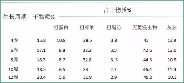 株高7米，畝產30噸，能收割15年的牧草，用來養(yǎng)豬能省不少飼料錢