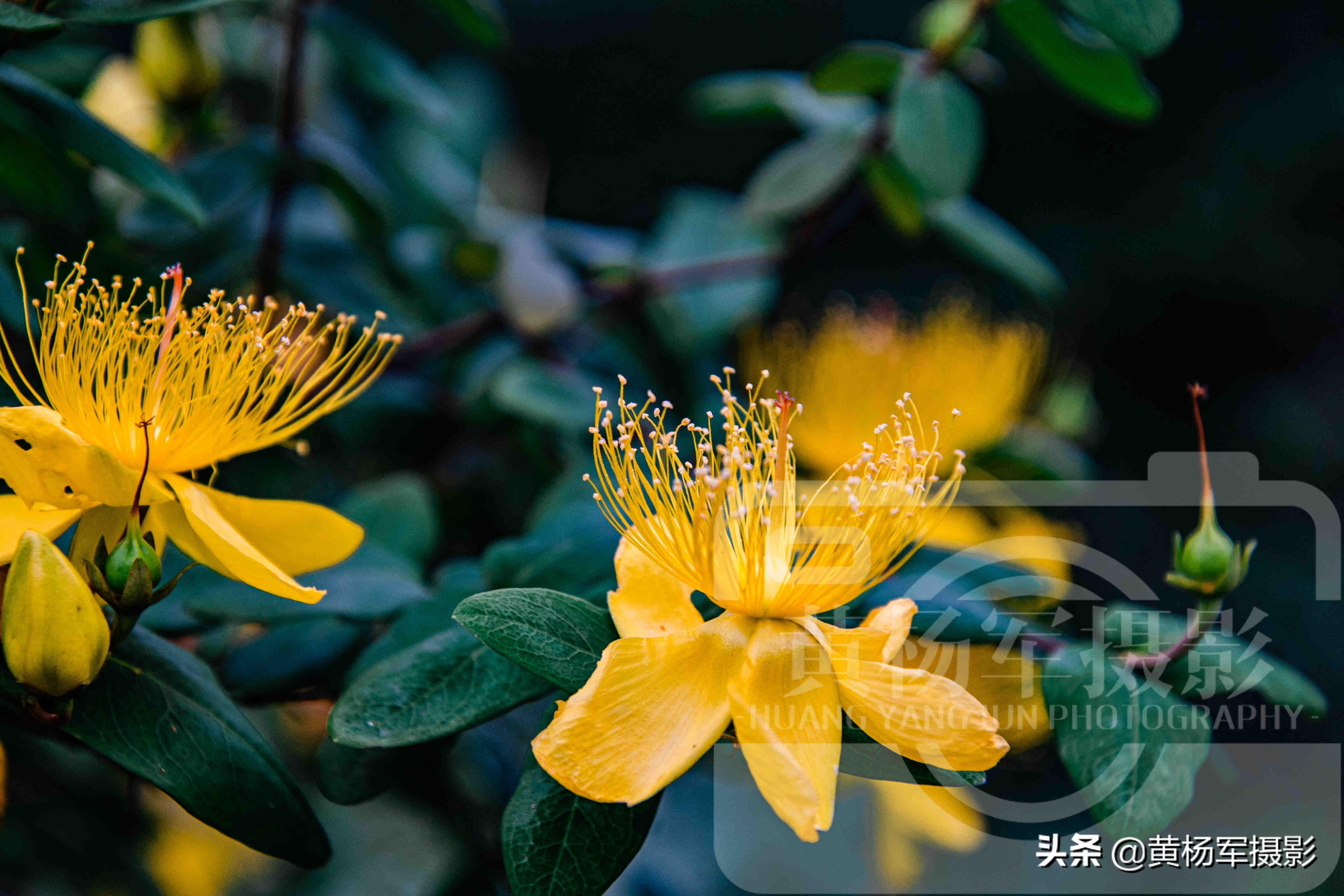 什么是金桃花,命中哪些人易带金桃花_达一风水网