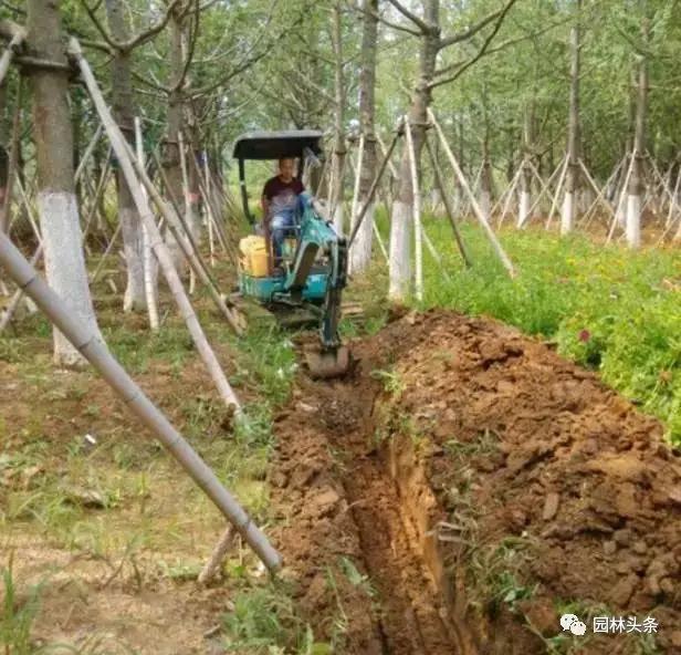 园林植物涝害防治及涝害后养护管理