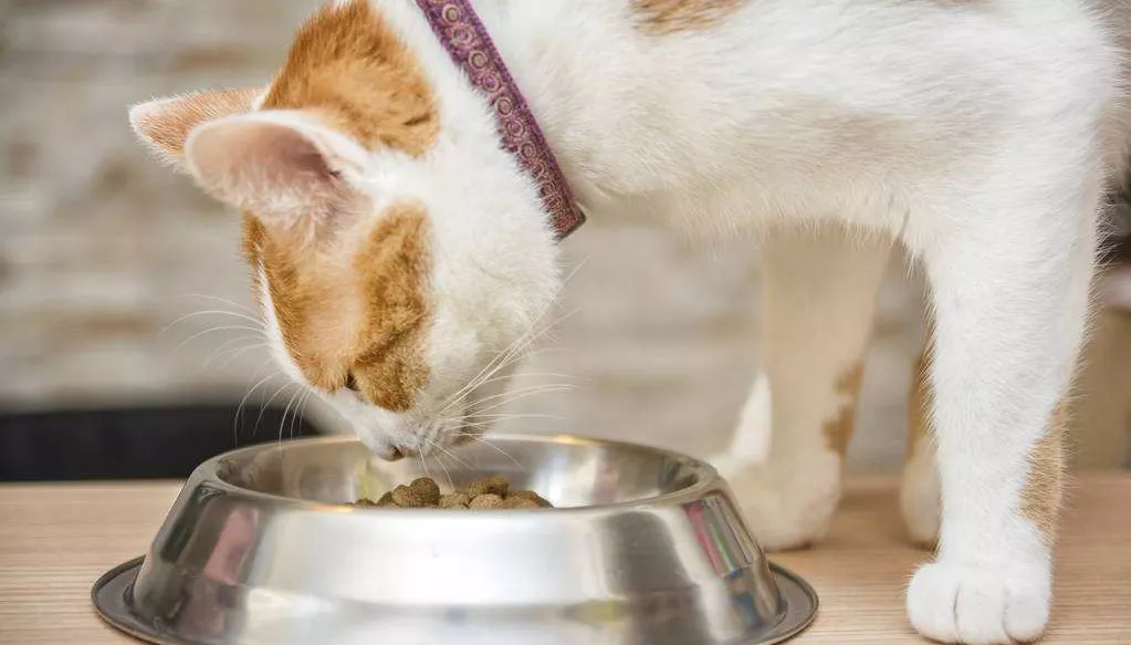 玫斯科普丨这些猫咪肝脏问题，是否被你忽视了？