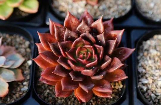 13黑金王子多肉怎么养正确方法「科普」 -骁龙网