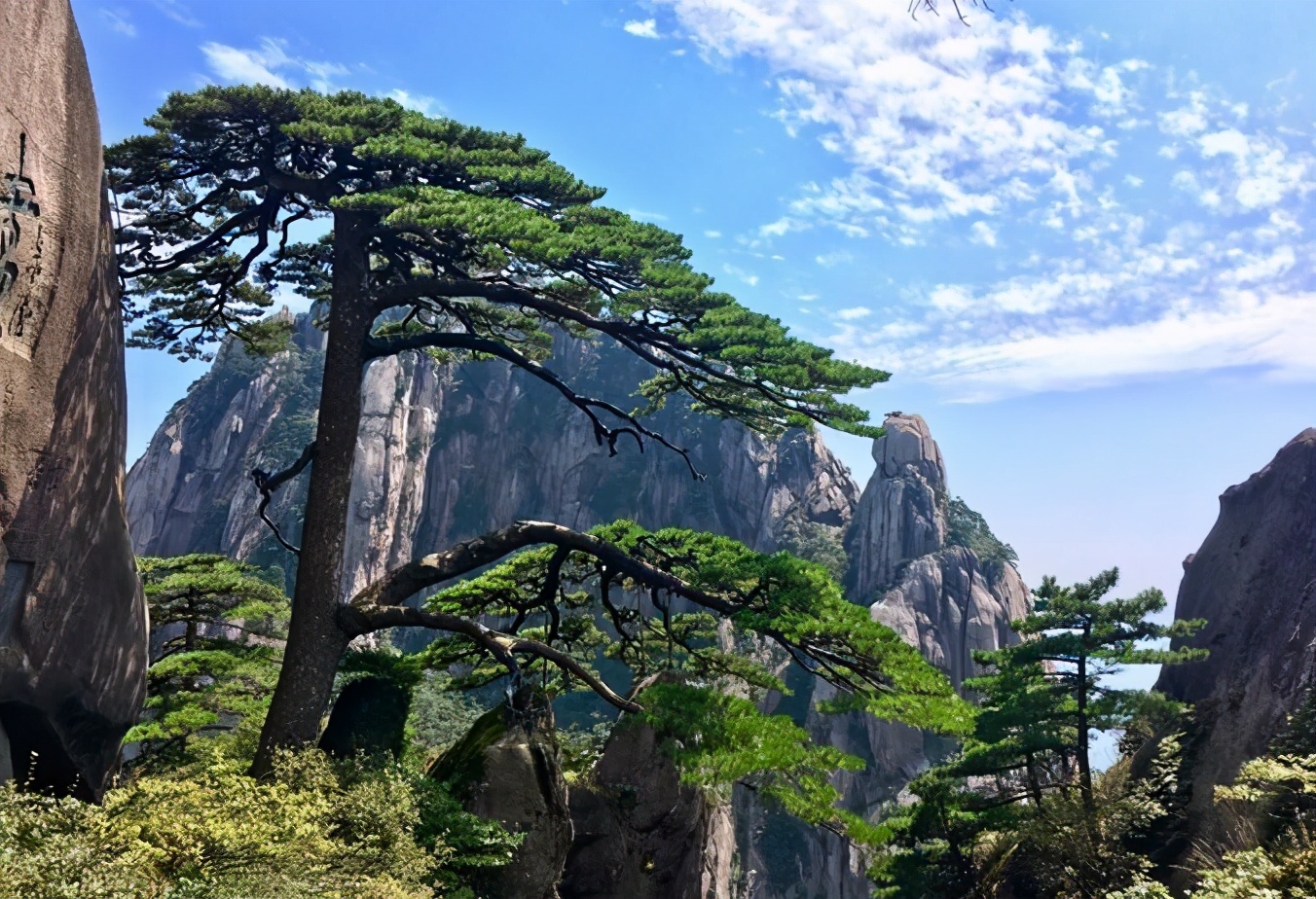 中国十大松树图片