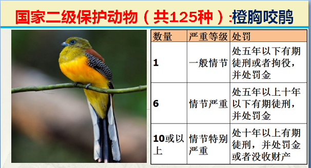 国家保护动物分几个等级（125类二级野生保护名录）