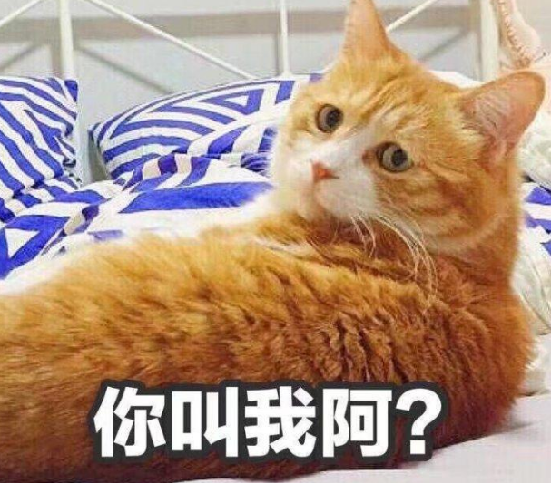 如何给猫咪取个“好名字”？这样取，不用担心重名了