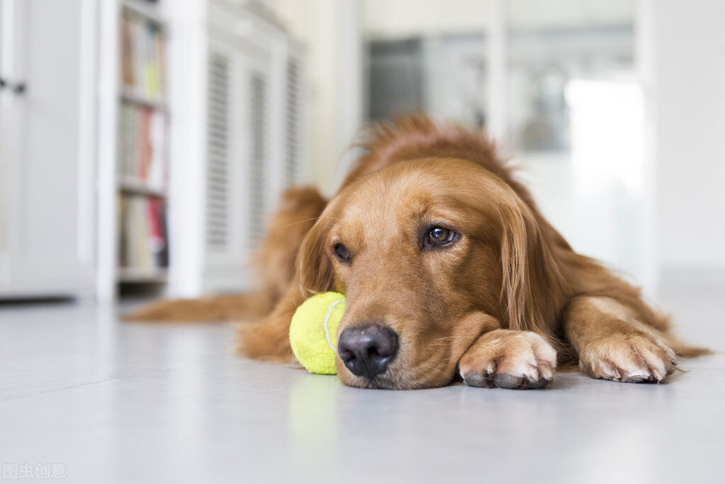 金毛是猎犬吗（三个小知识带你深度了解金毛犬）