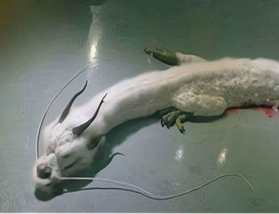 辽宁老人称9岁见过真龙,晚年主动上交5块龙骨,世界上真的有龙?