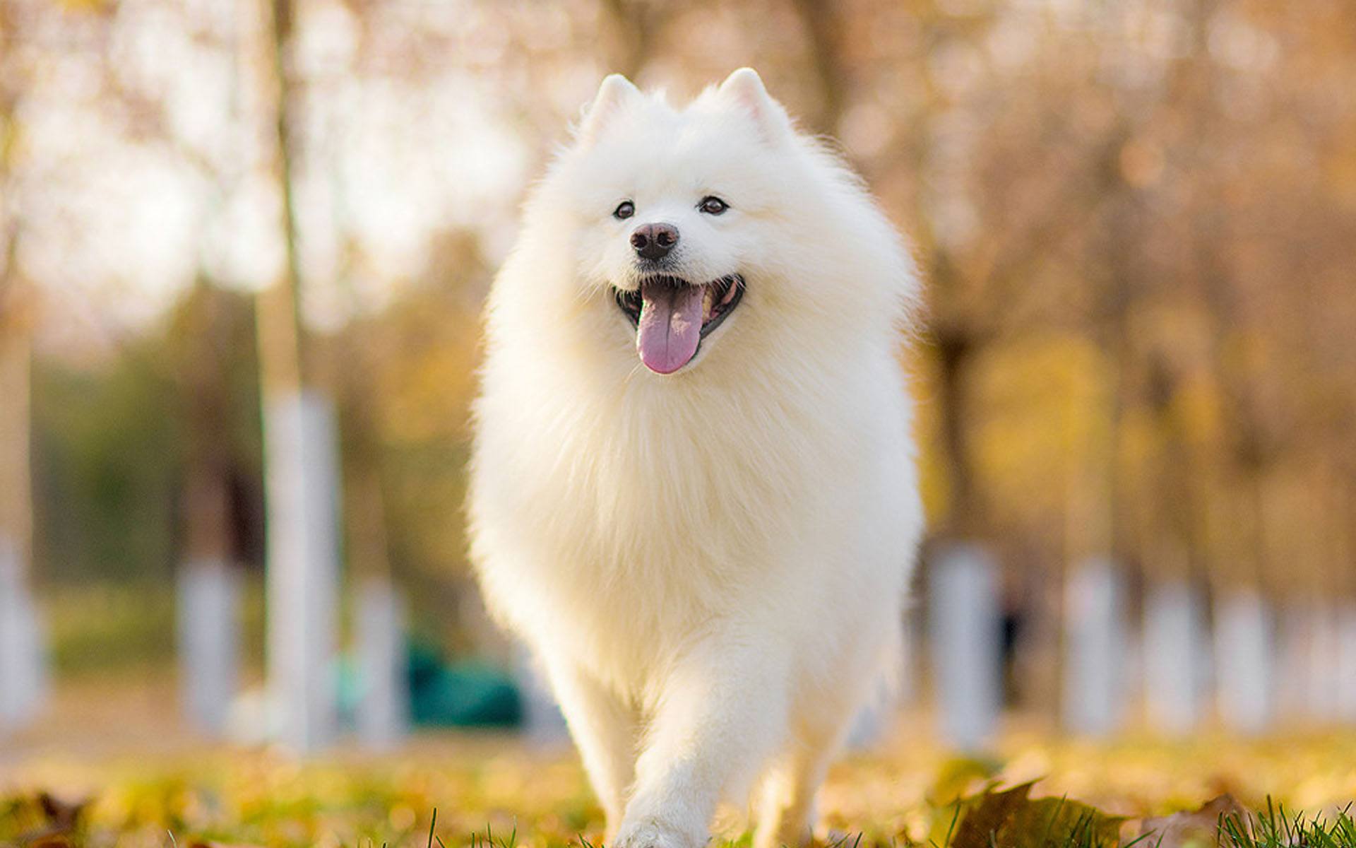 新手养狗必看：国内十大流行犬种横向对比
