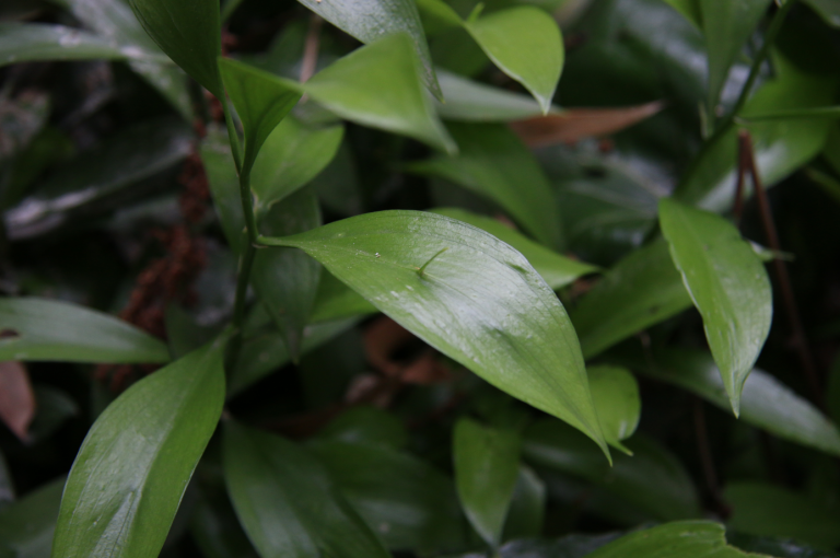 具有特殊功能的那些变态茎(长着叶的模样，干着叶的活，为什么不给它叶的名分)