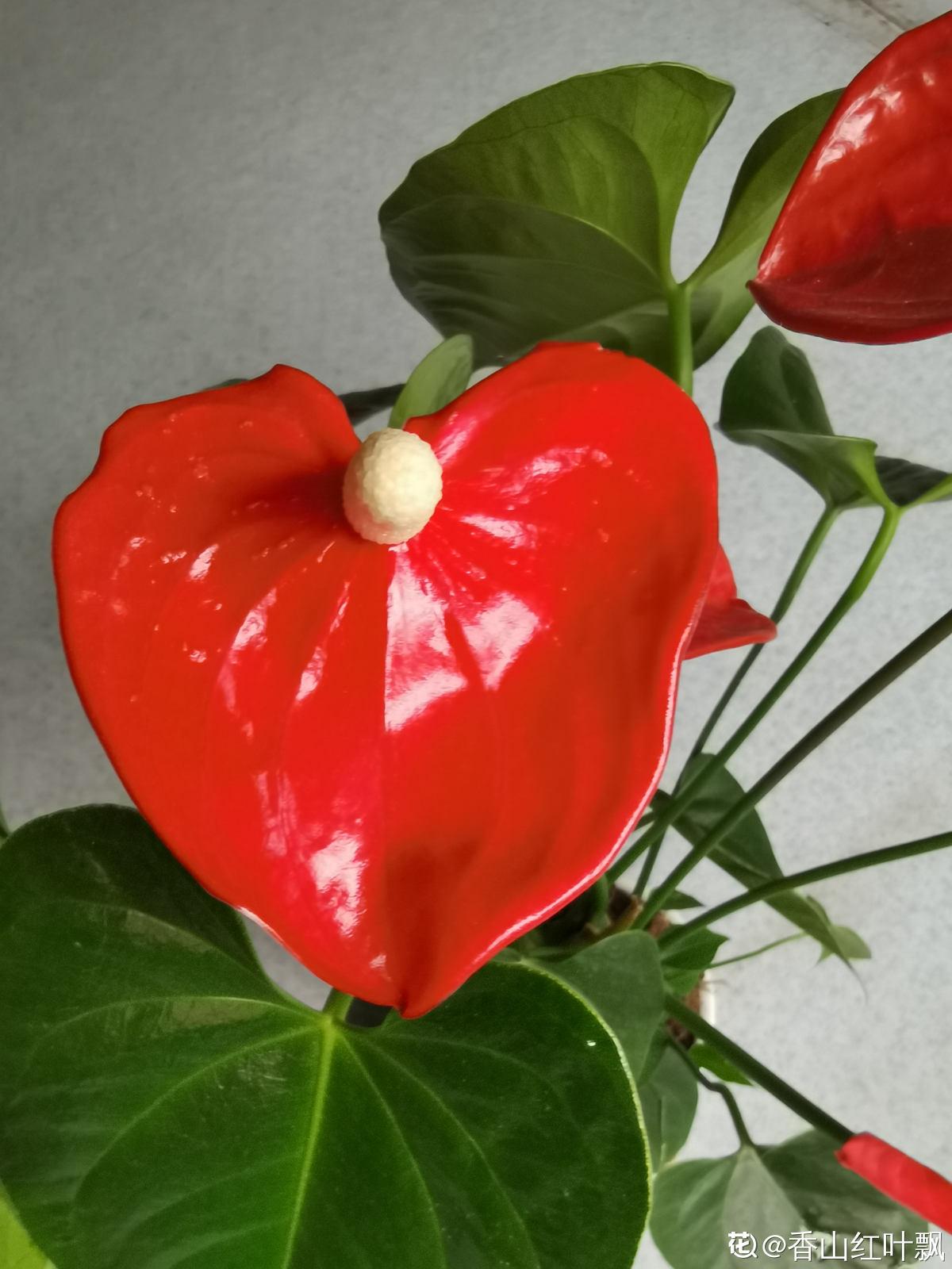 20种常见植物浇水方法,一句话说到重点,建议收藏